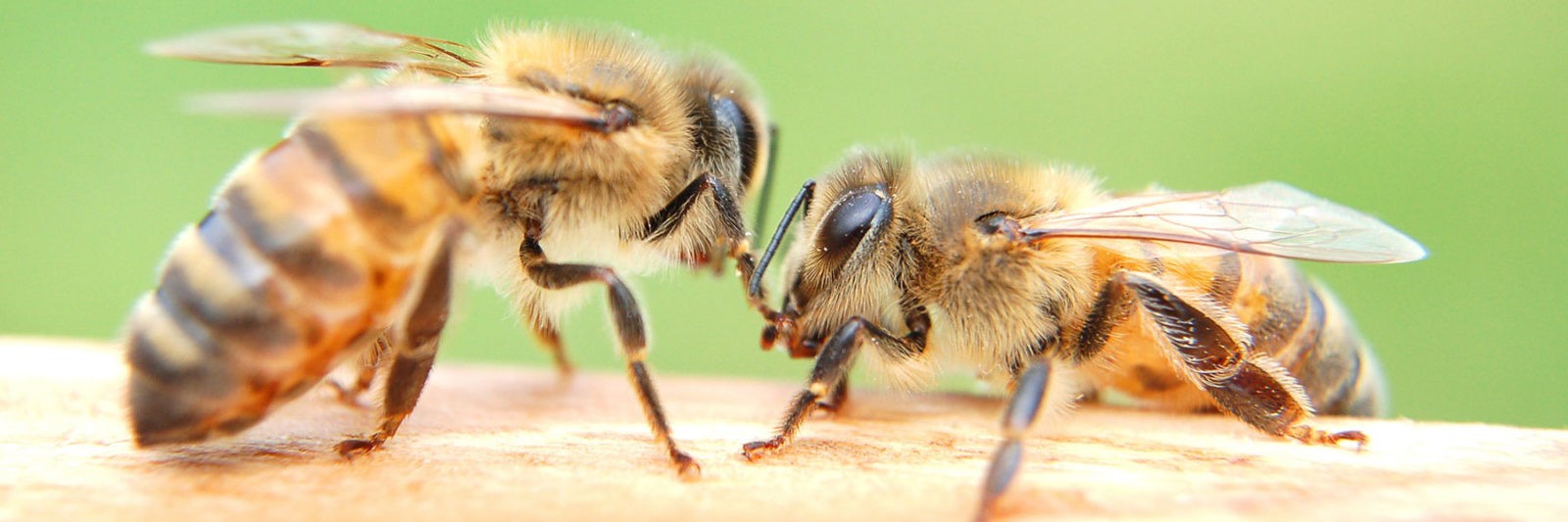 Nos abeilles en bonne santé