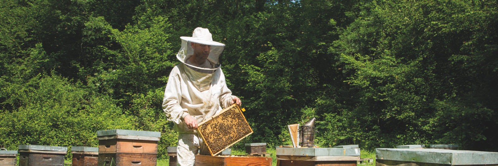 Bienvenue – Nos pratiques apicoles