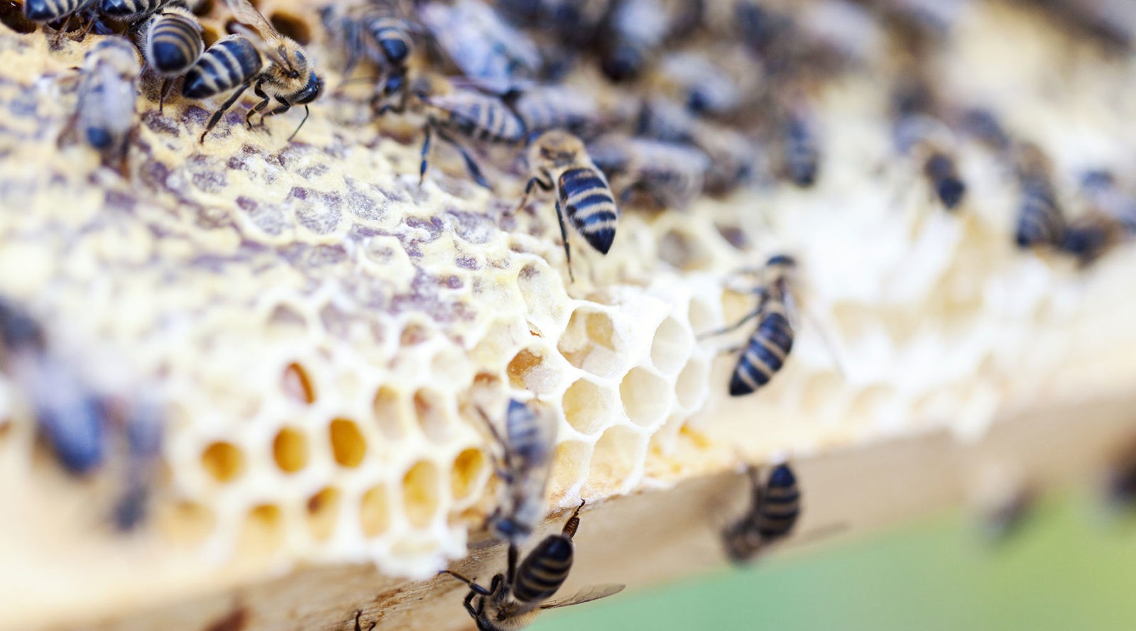 The search for beekeeping
