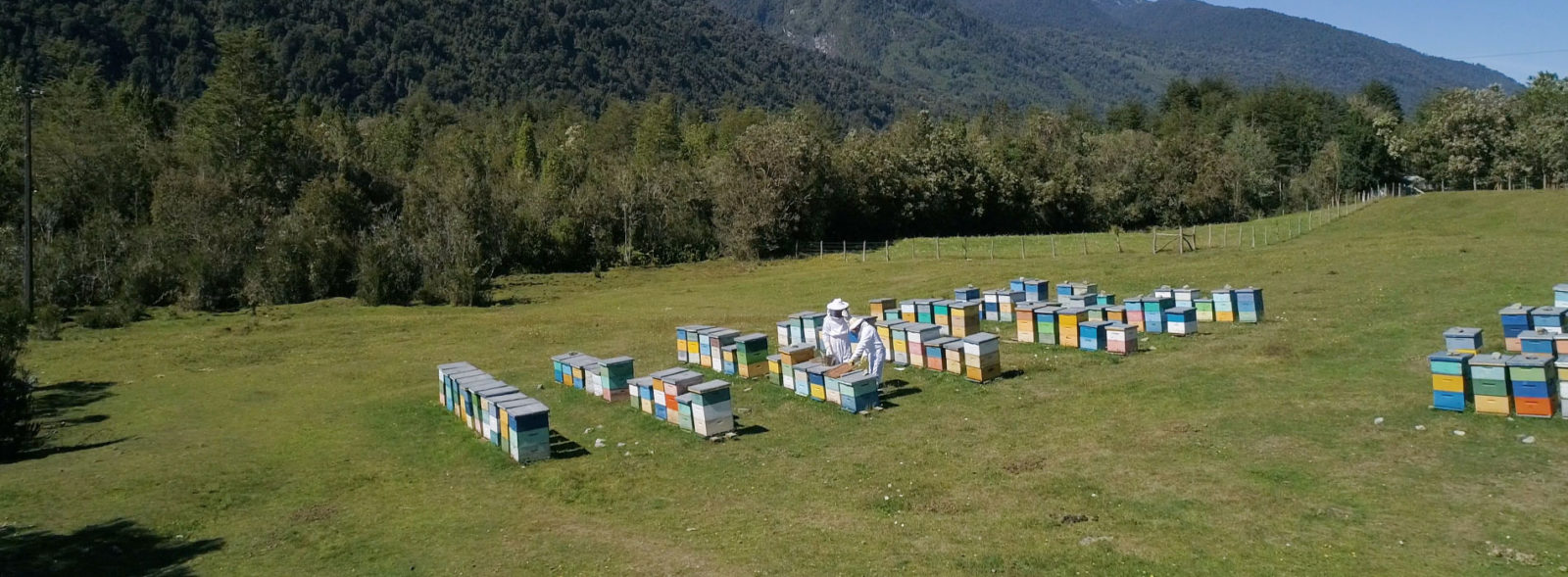 Our bees in good health