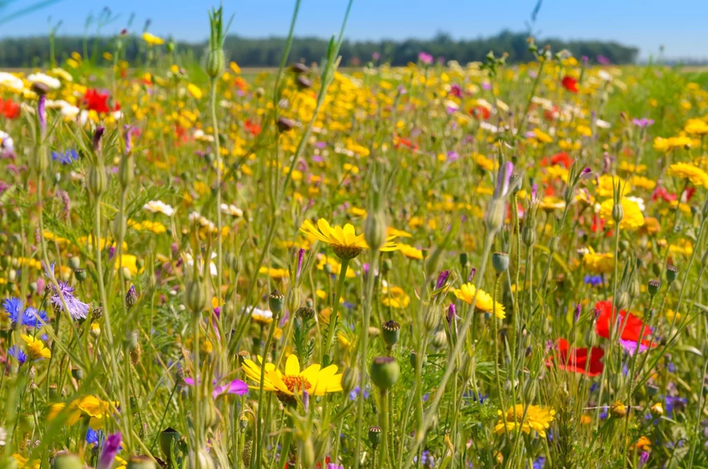 Que choisir pour une pause douceur naturelle ? RSE
